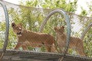 Zwei afrikanische Löwen auf einem Tiererkundungspfad.