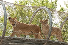 Twee Afrikaanse leeuwen lopen langs een dierenverkenningspad.