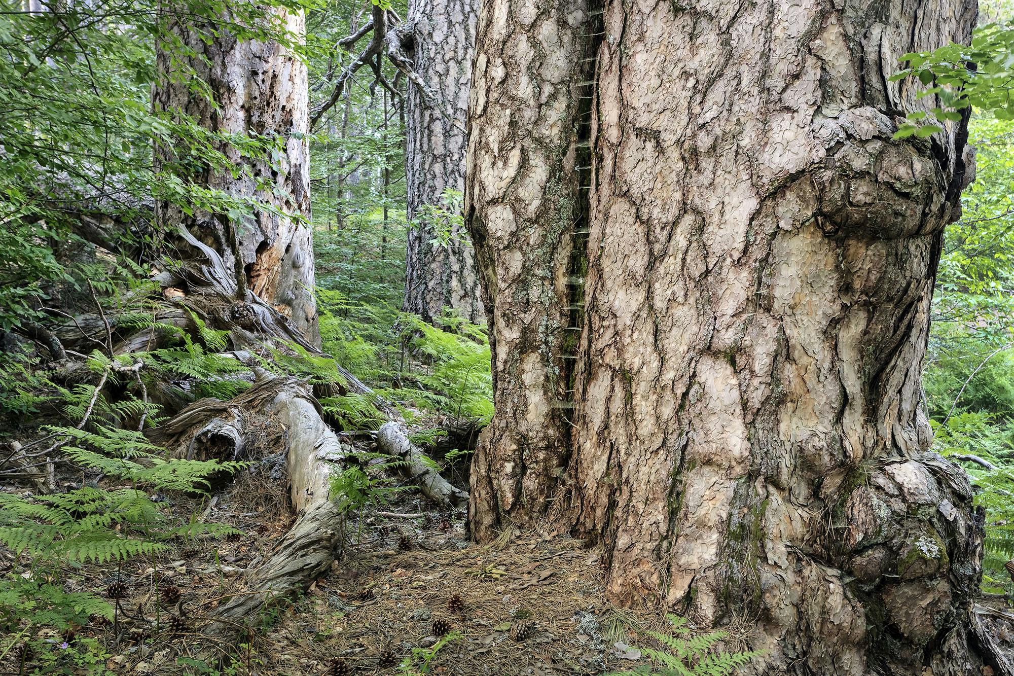Una fitta foresta con grandi tronchi d'albero, uno dei quali presenta una stretta scala di legno. Felci e rami caduti ricoprono il suolo della foresta.