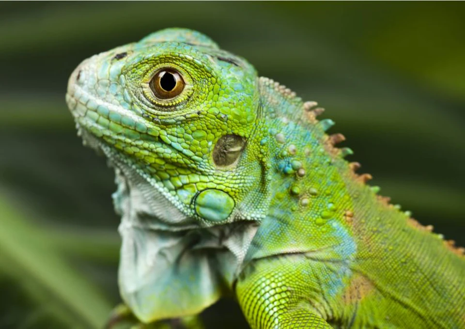 Close-up of a green iguana's head and upper body with detailed scales and a blurred green background.