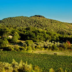 Fiesole Hills