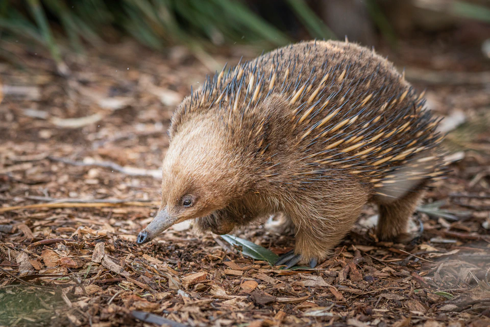 An echidna with spiky brown quills walks on a ground covered with dry leaves and bark. Green foliage is blurred in the background.