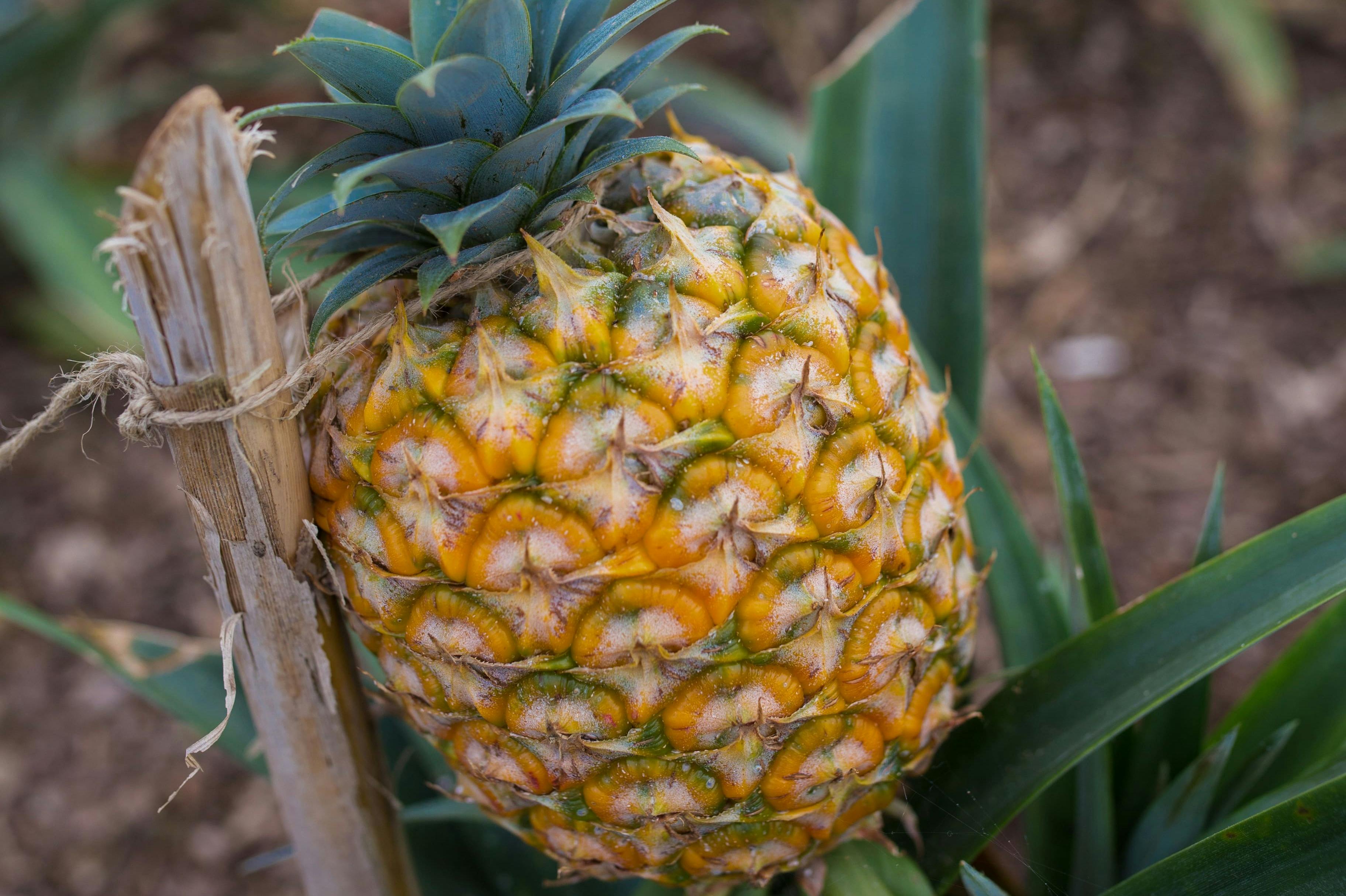 Ananas des Açores