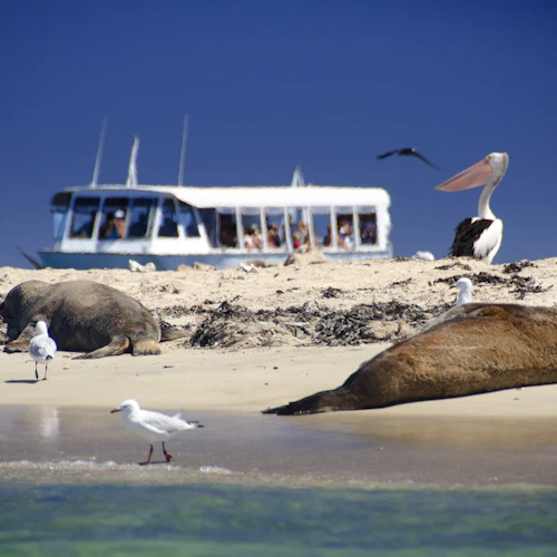 Shoalwater Islands Marine Park: Guided Sightseeing Cruise + Lunch - Photo 3