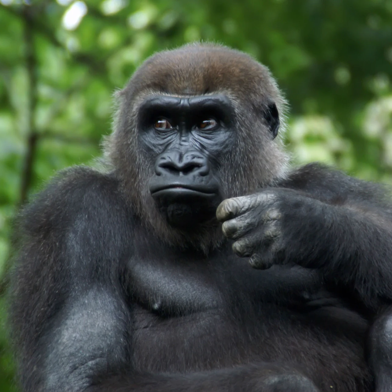 Bronx Zoo: Entry Ticket in New York β Tiqets