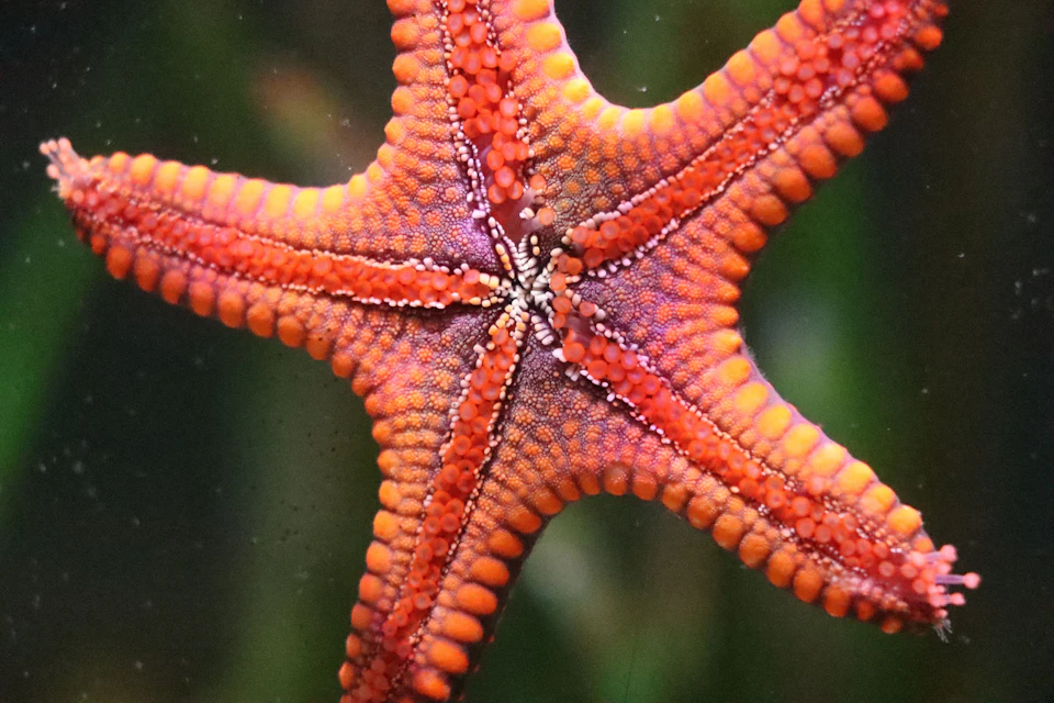 Michin Aquarium Guadalajara