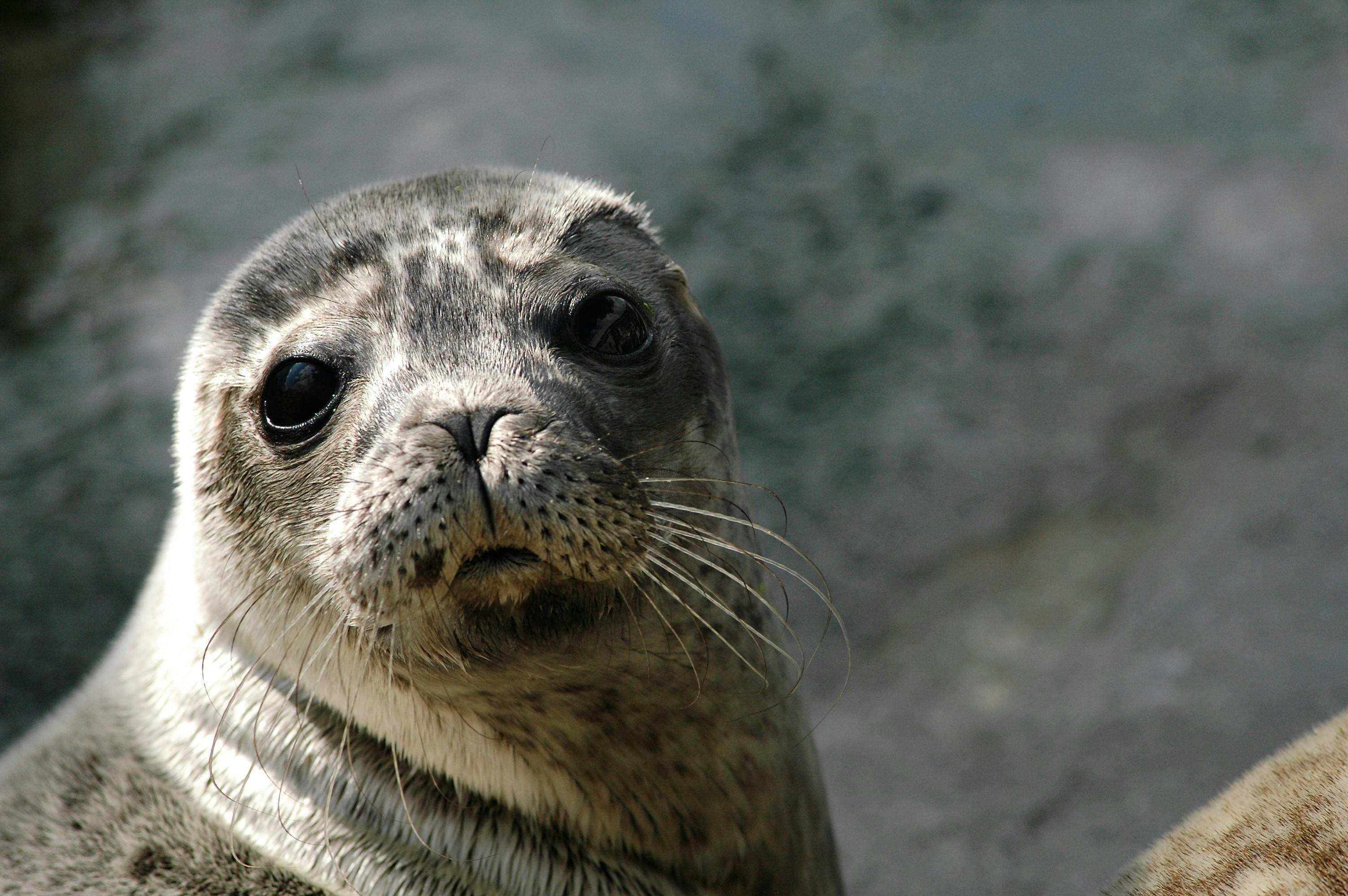 Close-up of a seal's face indicating a curious expression. Blurred background of water and rocks.