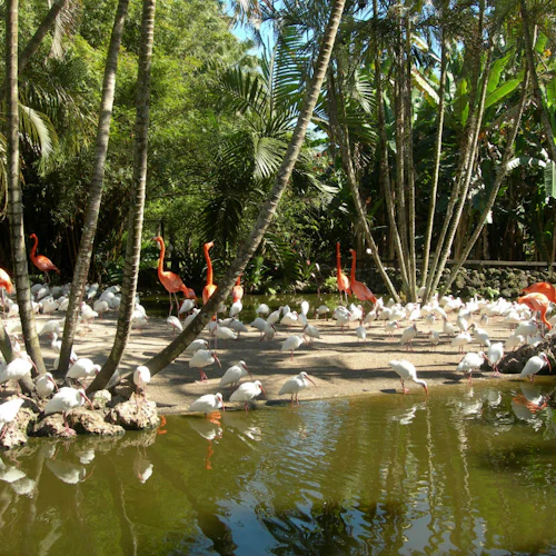 Flamingo Gardens: Skip The Line Ticket