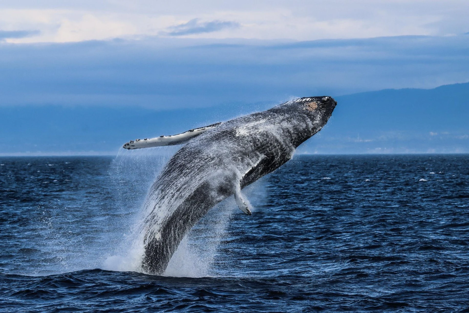 Victoria: Half-Day Guided Whale Watching Tour