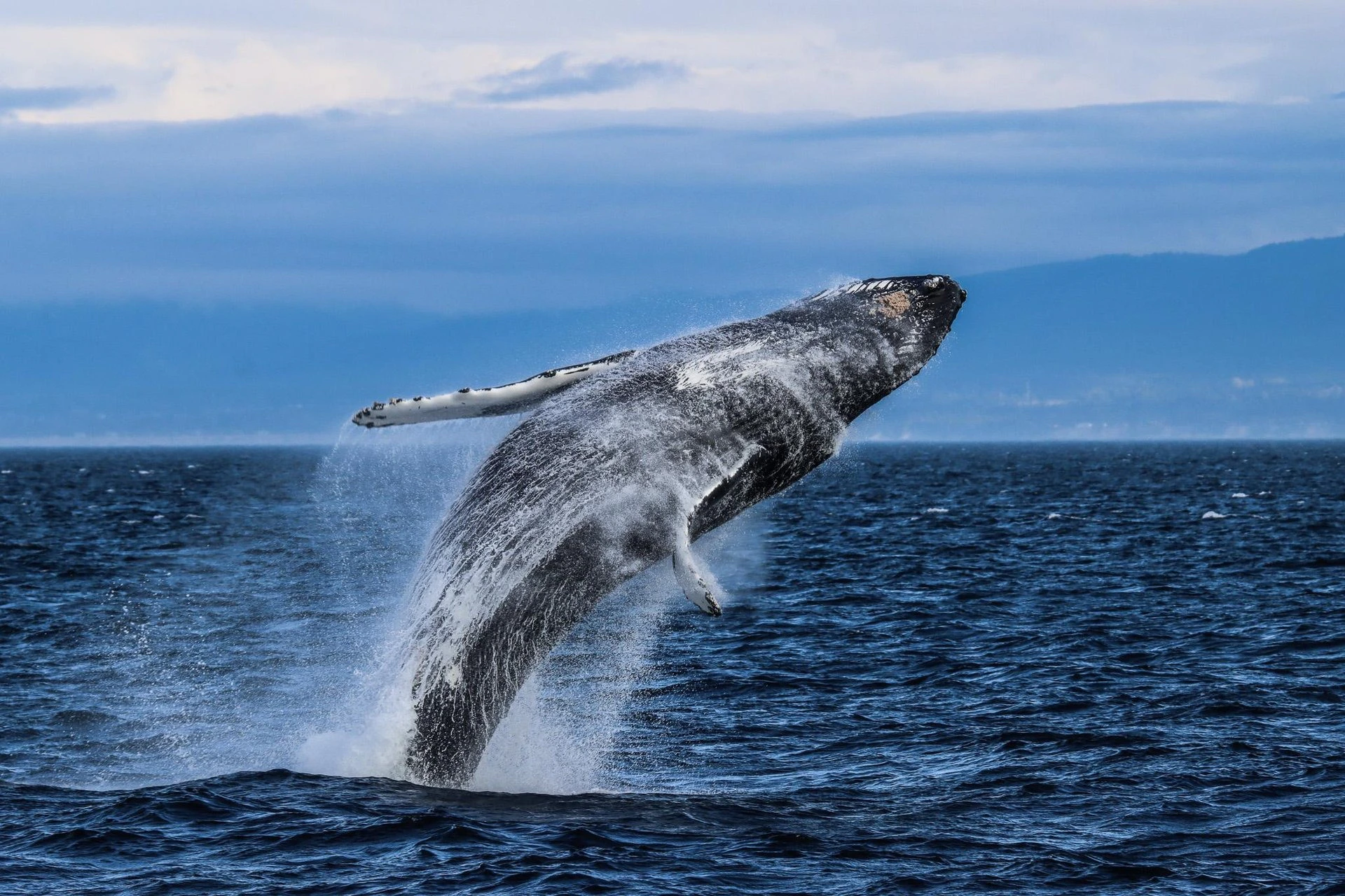 Half Day Victoria Whale Watch