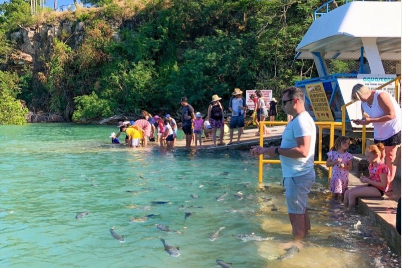 人们站在清澈的海水旁，身边有鱼，旁边有标志和栏杆，四周环绕着绿色植物。