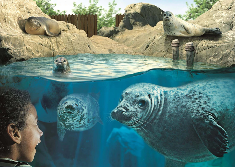 Seals swim underwater and rest on rocks, with one seal curiously approaching a glass viewing area where a child is watching.