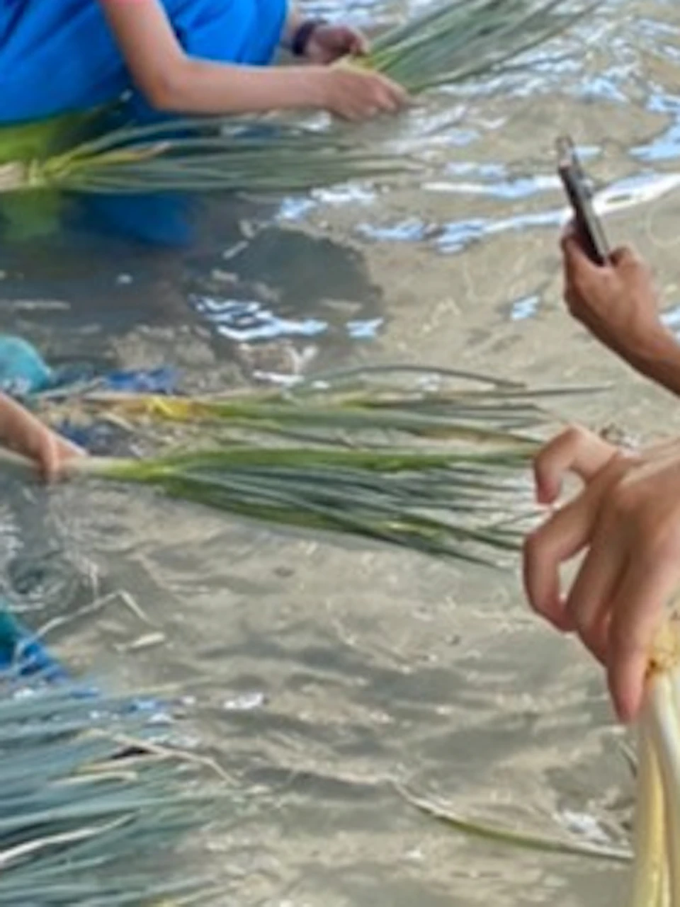 People are gathered around a shallow water channel, cleaning green plants, with various tools and buckets visible.