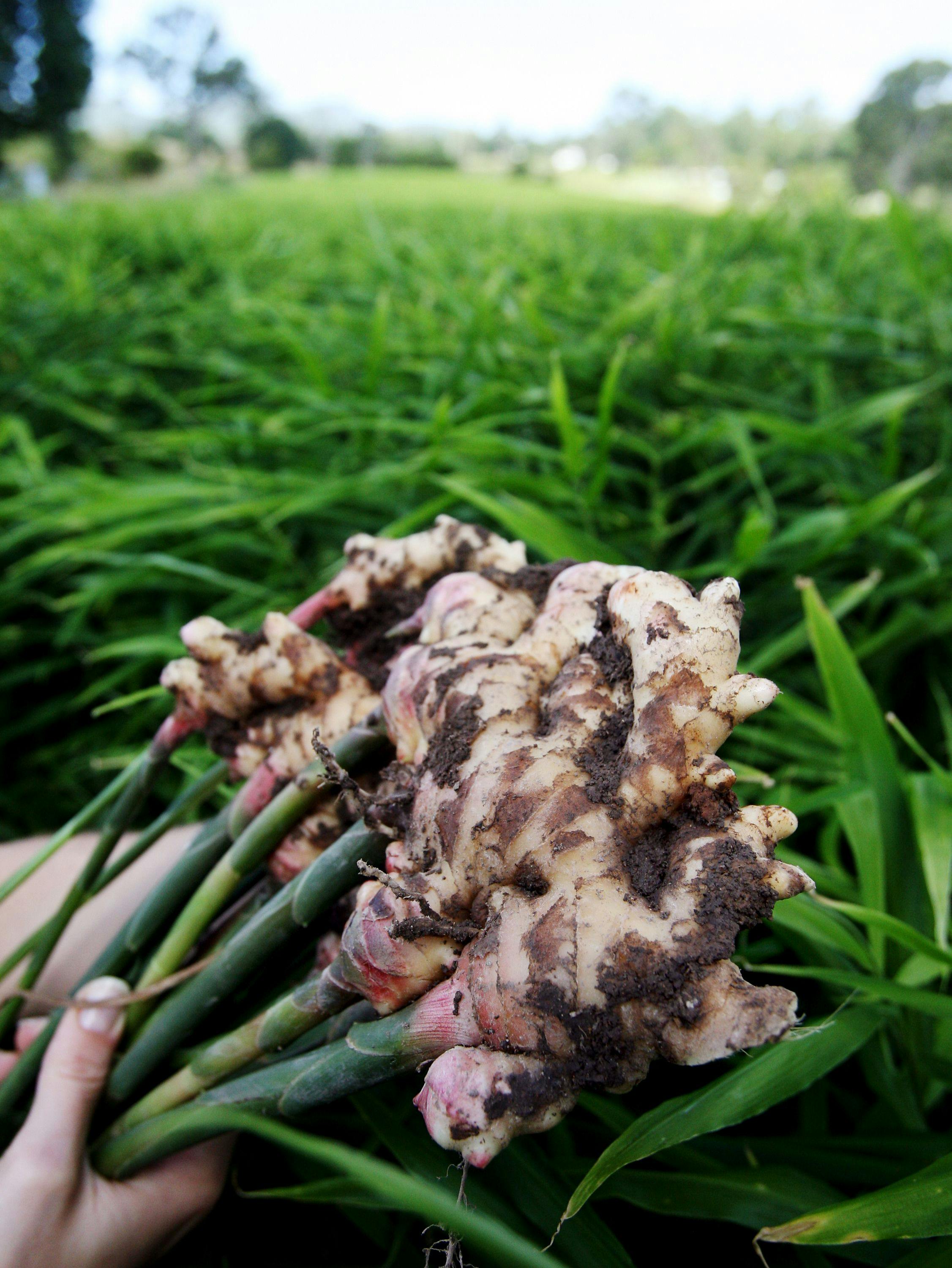 Hand holding freshly harvested ginger roots with dirt, against a background of lush green leaves in a field.