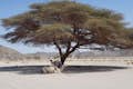 Desert Trees Marsa Alam