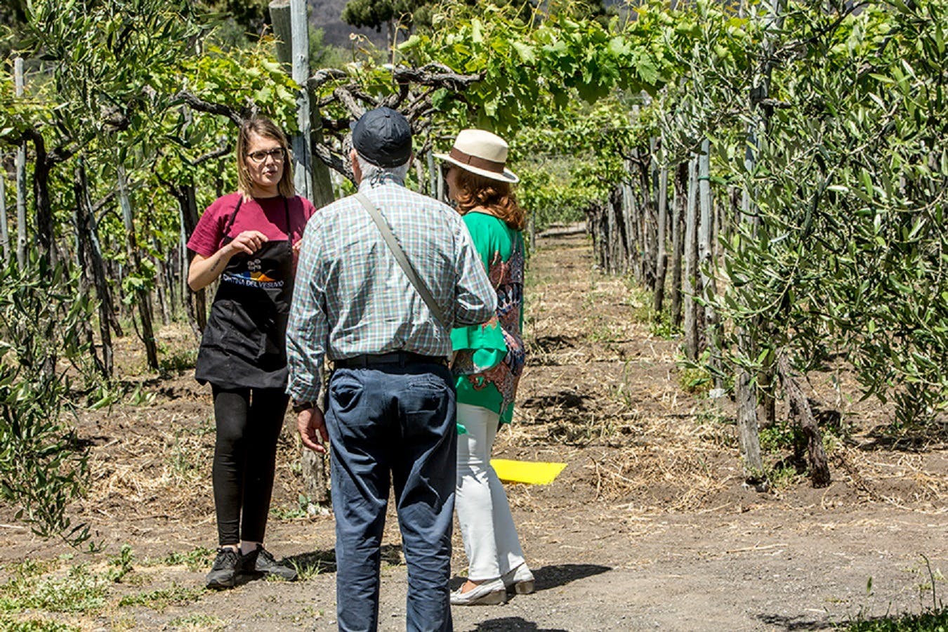 visite guidée des vignobles