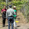 guided tour of vineyards