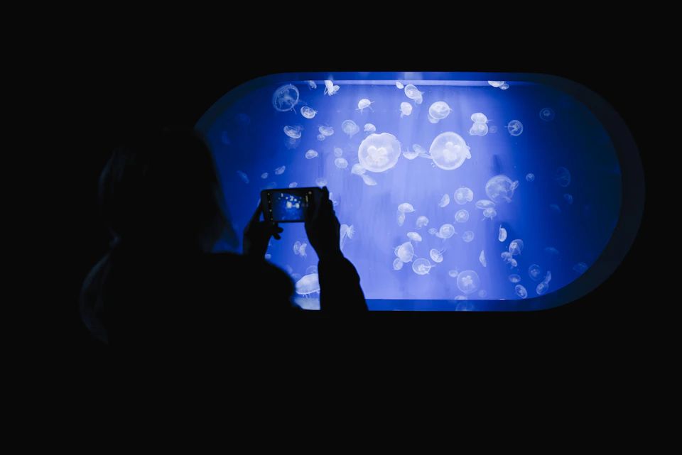 Silhouette of a person photographing glowing jellyfish inside a large blue-lit aquarium display.