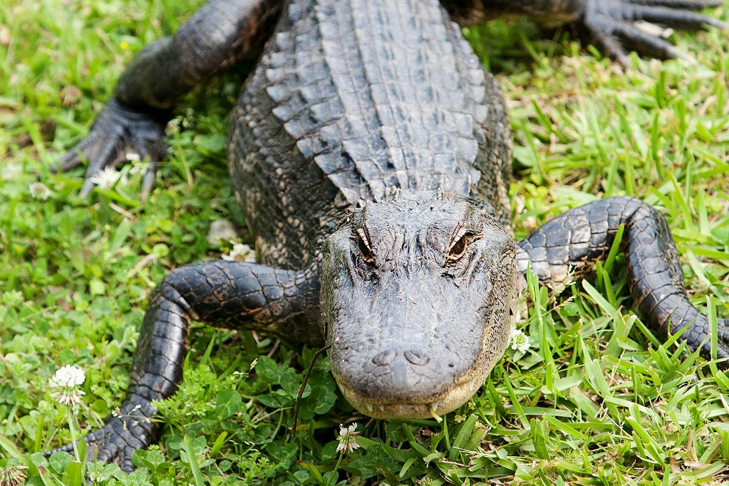 New Orleans: Swamp Guided Large Airboat Tour + Roundtrip Transport - Photo 6