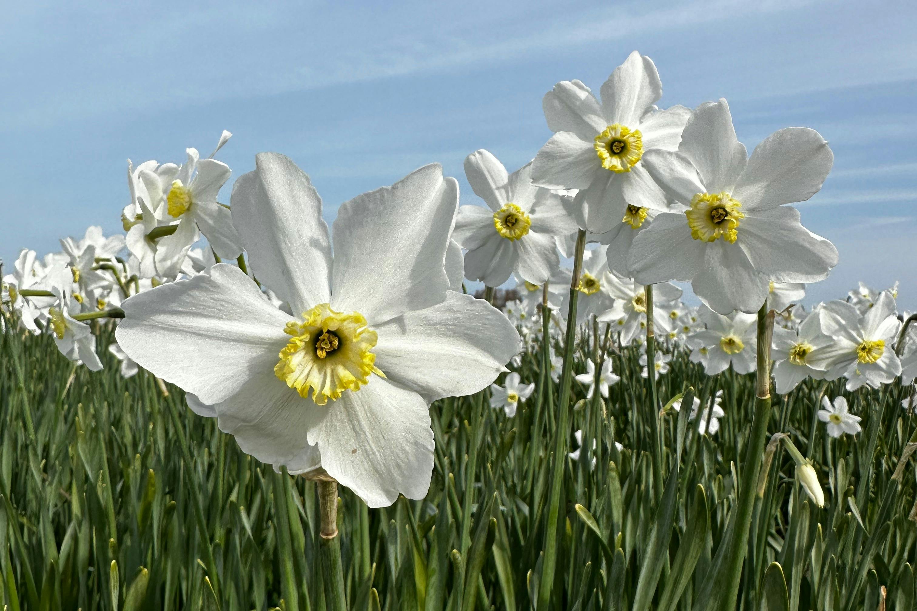 Daffodils