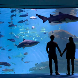 Palma Aquarium: Skip The Line Ticket + Optional 3D Cinema Aquadome
