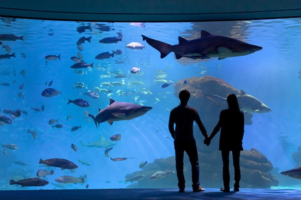 Palma Aquarium: bilhete sem filas + cinema 3D opcional Aquadome