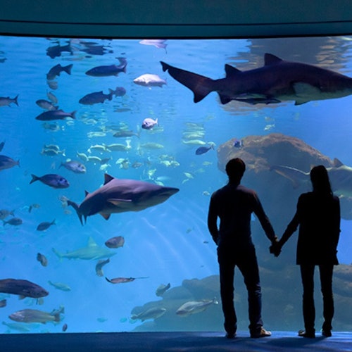 Palma Aquarium + 3D Cinema Aquadome Skip the Line