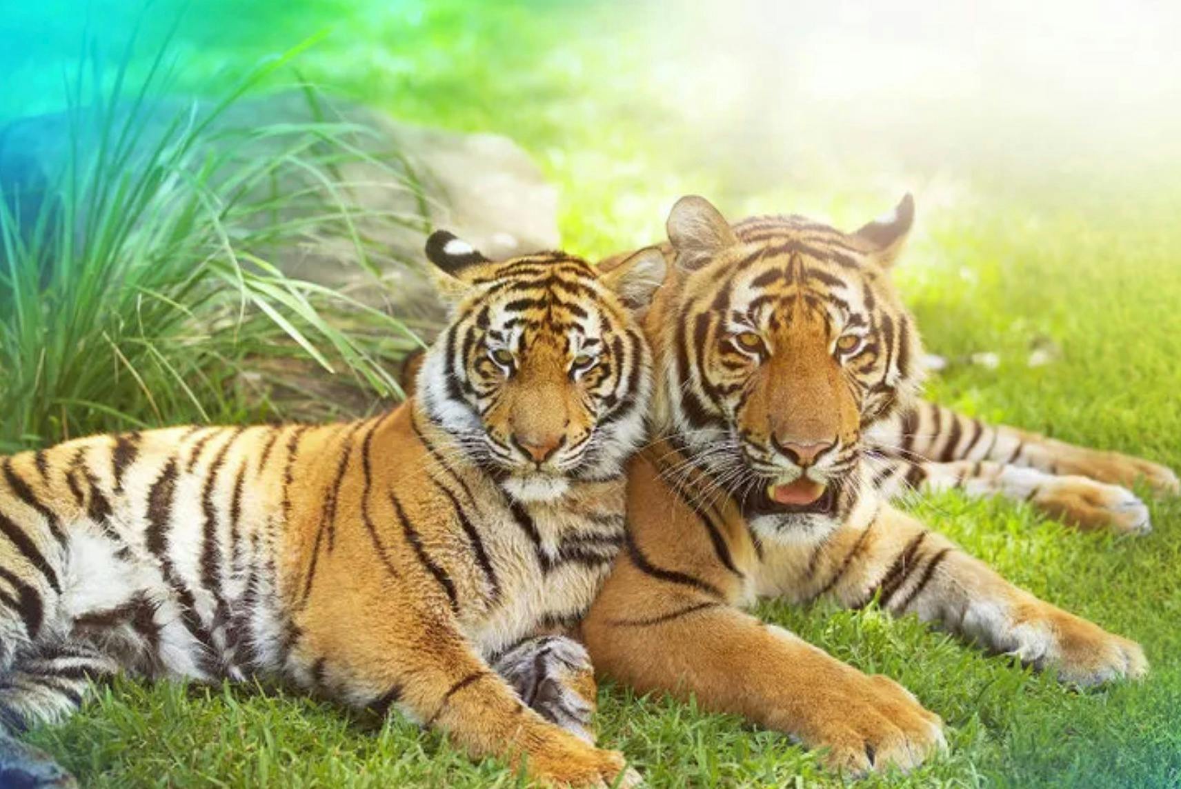 Two tigers lying close together on grass in a bright, natural setting with rocks and green plants in the background.