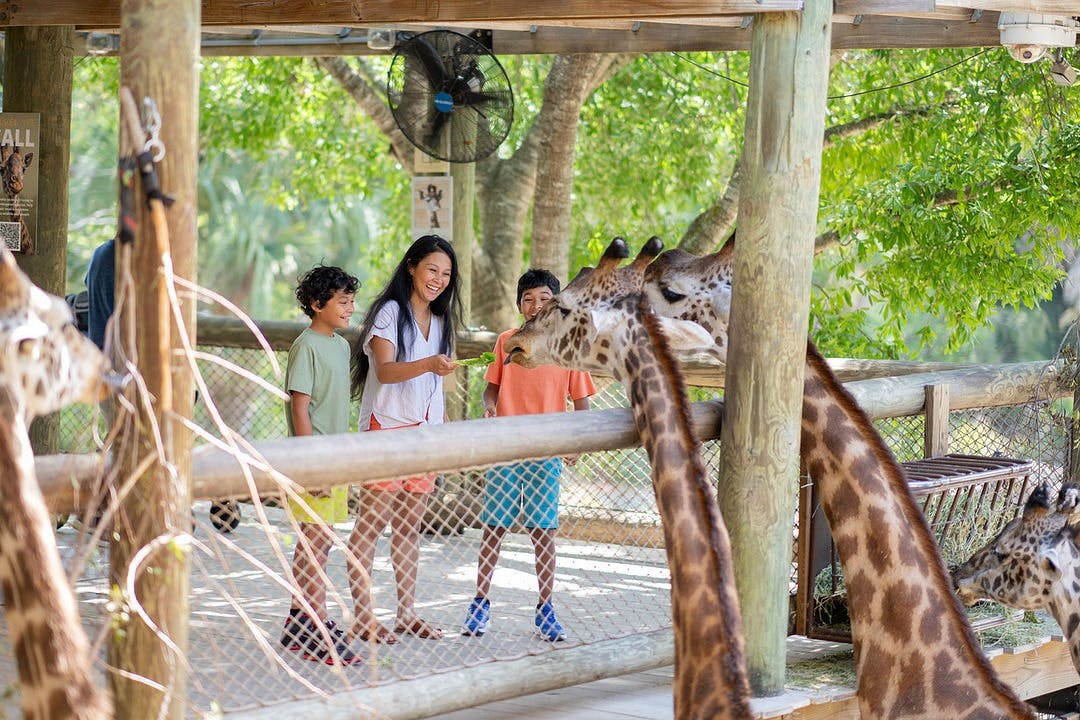 Brevard Zoo: Entry Ticket in Melbourne – Tiqets