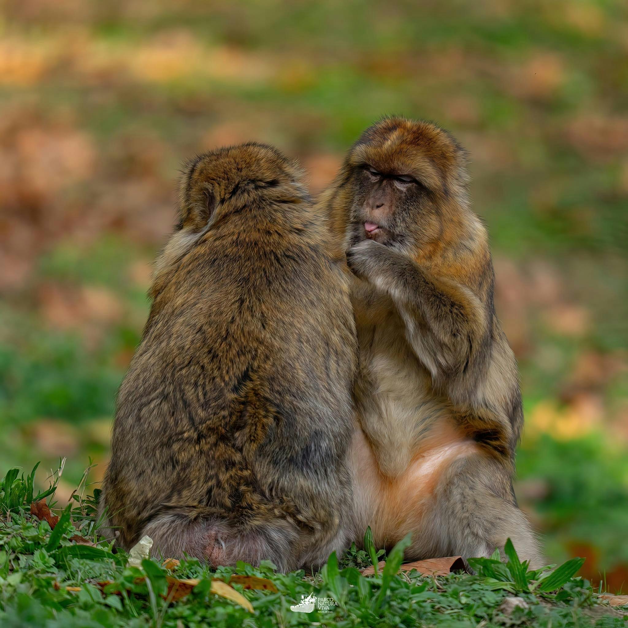 在模糊的自然环境中，两只巴巴里猕猴紧密地坐在草地上，一只面对镜头，另一只转身离开。