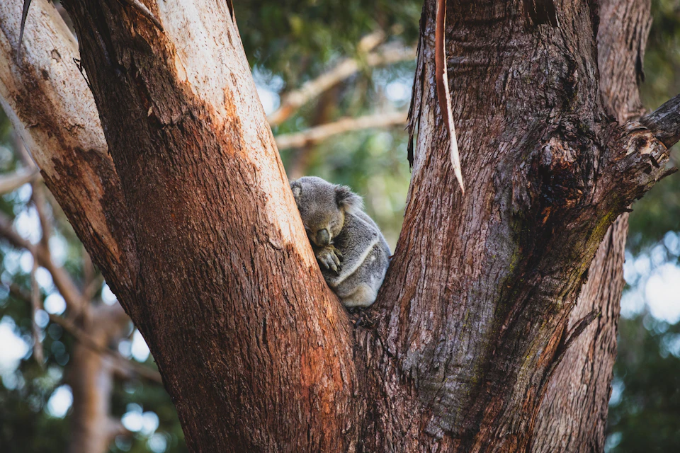 Port Stephens Koala Sanctuary