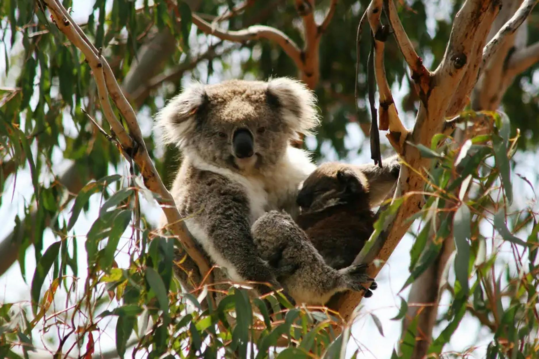 A koala and its joey nestled in the branches of a eucalyptus tree, surrounded by green leaves.