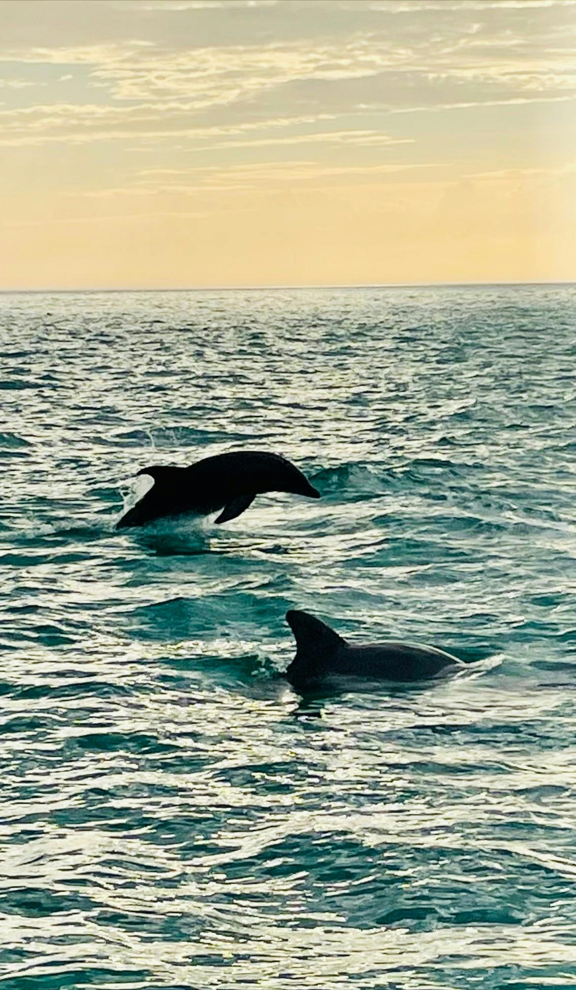 Escursione sull'isola e osservazione dei delfini — 4