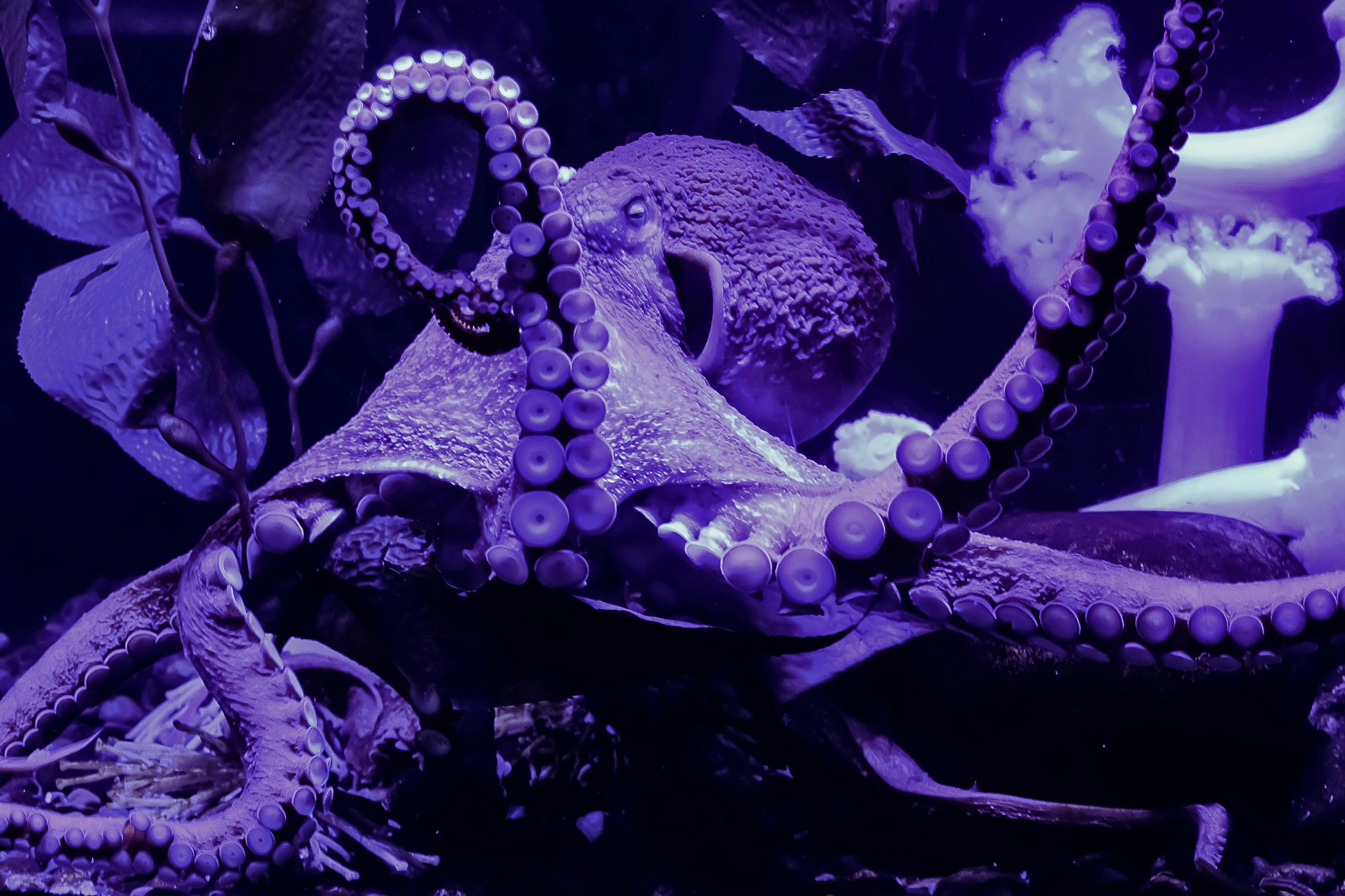 默特尔海滩瑞普利水族馆