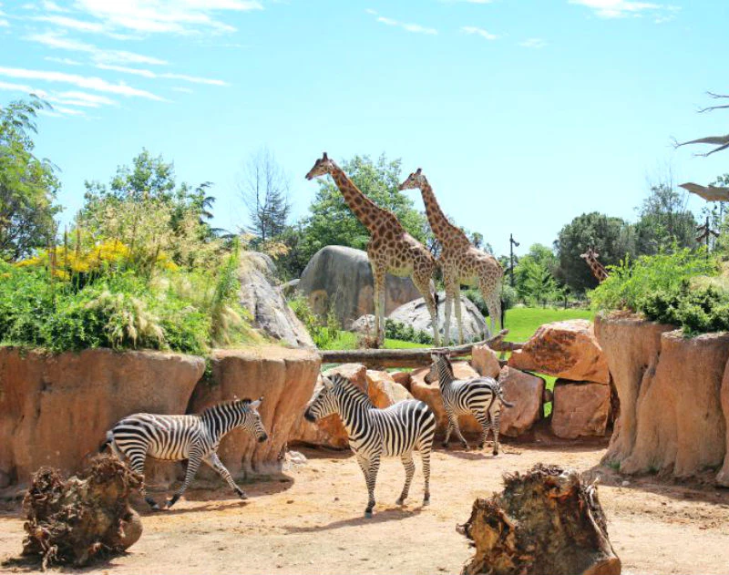 Giraffes and zebras in a zoo enclosure with rocky terrain, plants, and trees around under a clear, blue sky.