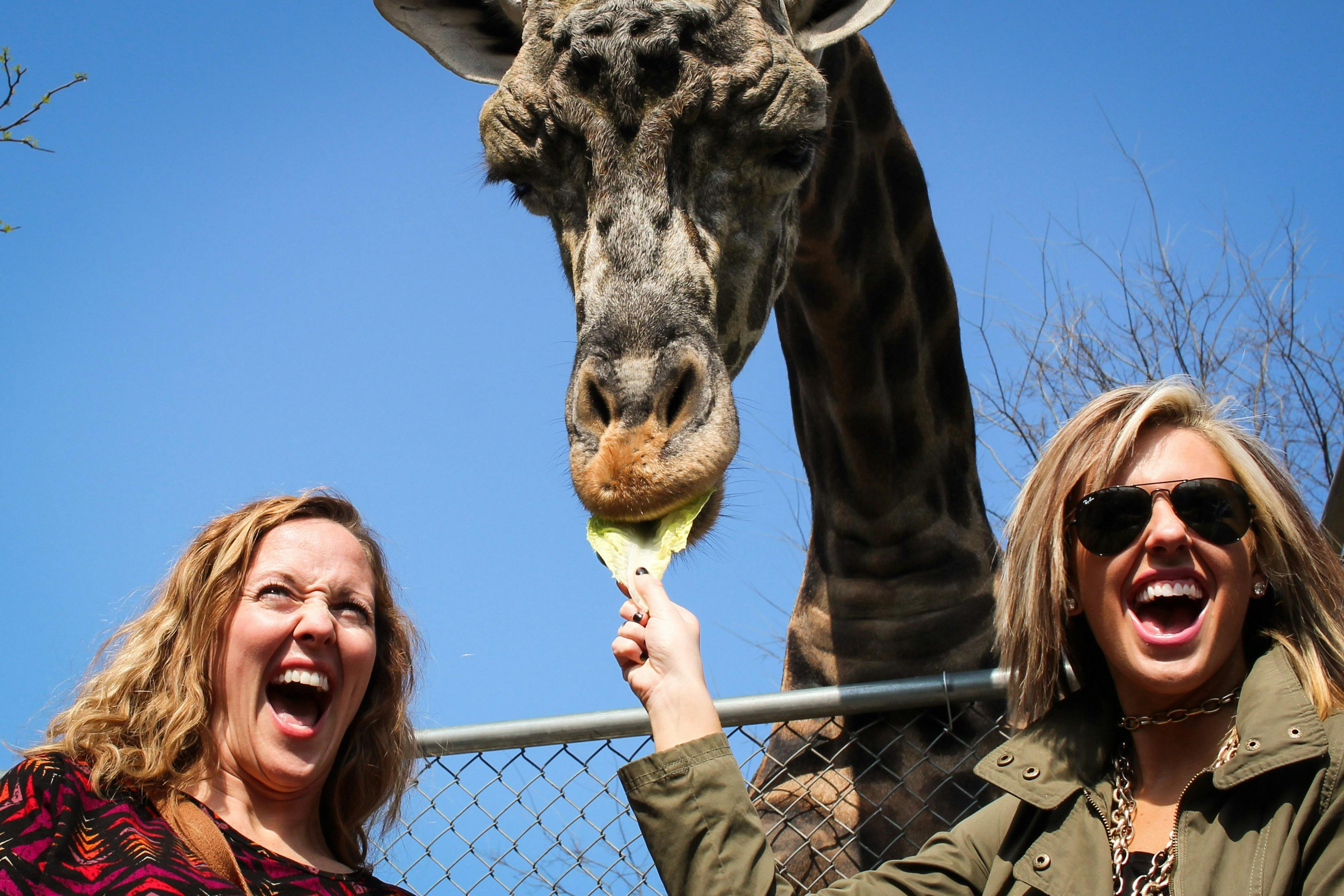 Wycieczka za kulisy Giraffe