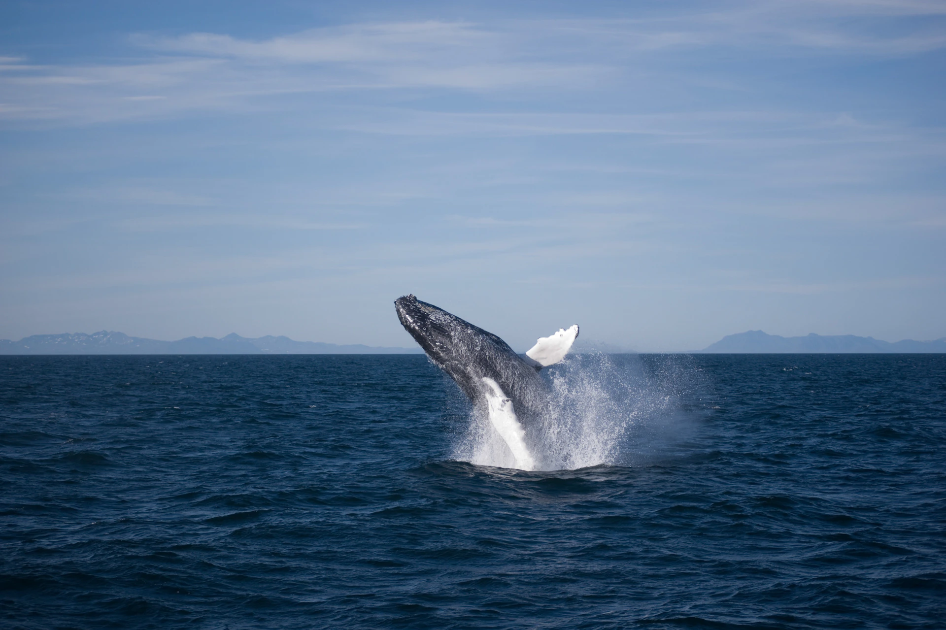 A breaching humpback whale.