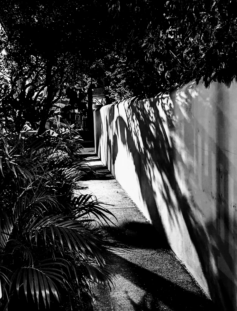 A monochrome image of a sunlit sidewalk bordered by a wall with tree shadows and dense foliage on the left side.