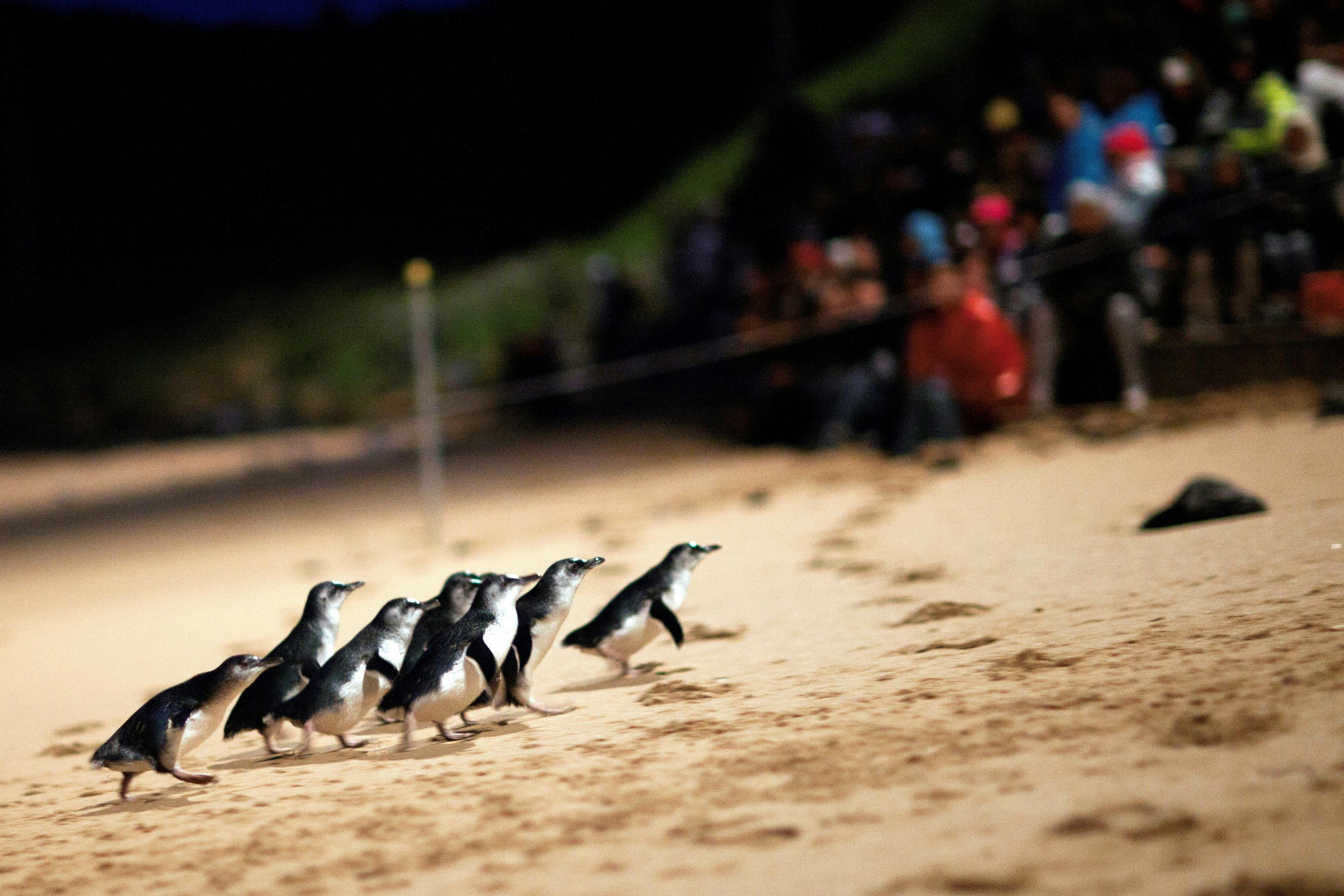 Phillip Island Penguin Parade