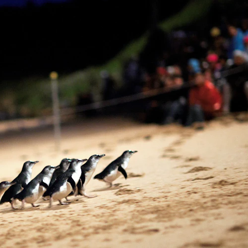 Healesville Sanctuary & Phillip Island Wildlife Park: Bus Tour - Photo 4