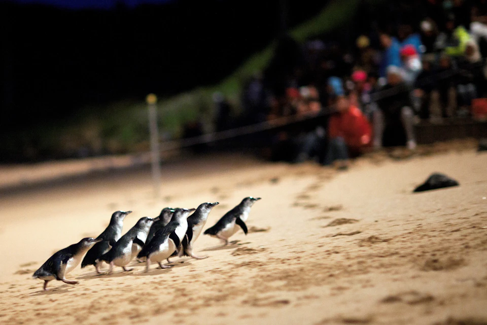 Phillip Island Penguin Parade
