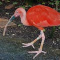 L'ibis rouge dans les zones humides de Floride