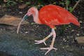 Skarlagenrød ibis i vådområder i Florida