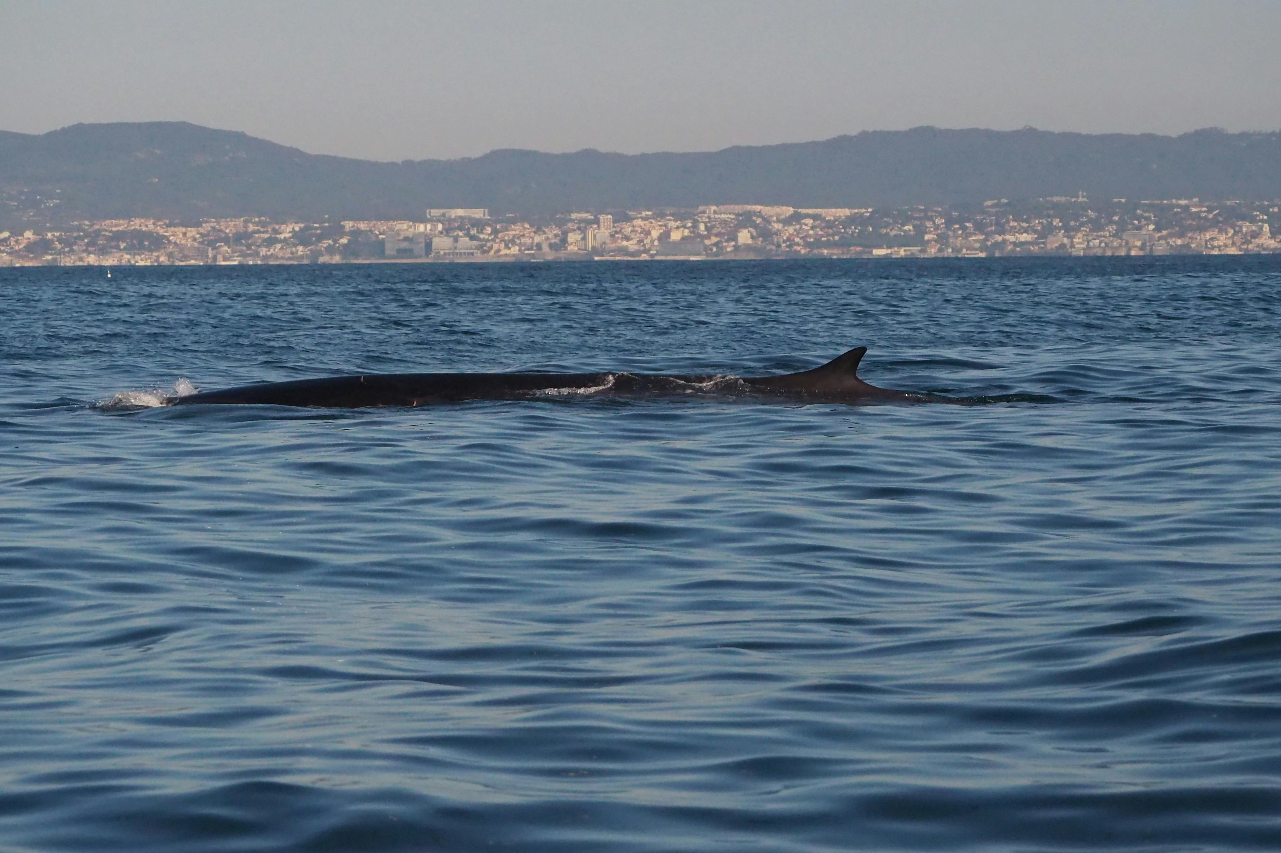 リスボンコモンホエール