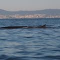 Balena comune di Lisbona
