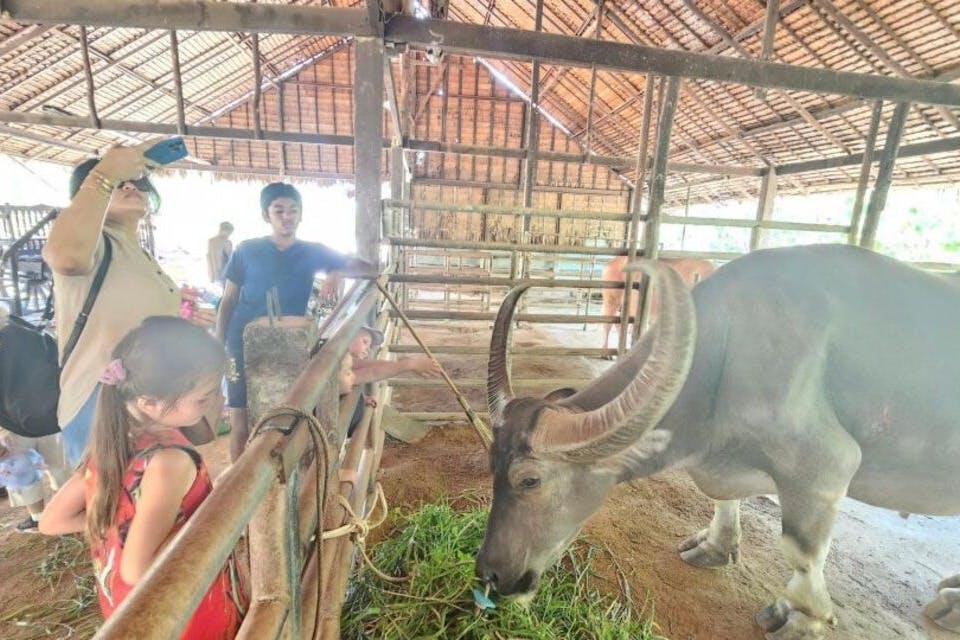 Η σίτιση του βουβαλιού είναι μια απολαυστική εμπειρία που σας επιτρέπει να συνδεθείτε με αυτούς τους ευγενικούς γίγαντες.