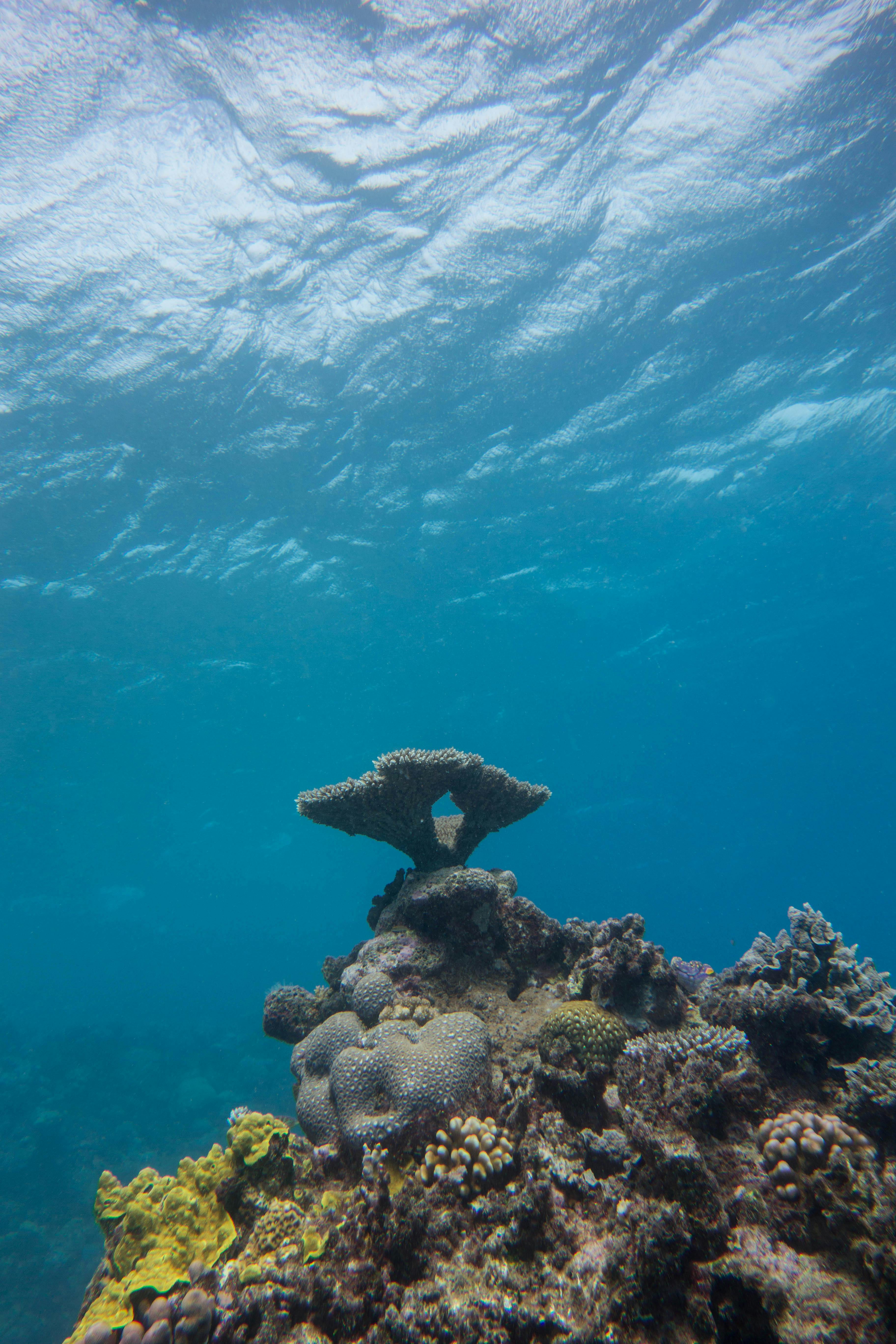 Υποβρύχια θέα ενός κοραλλιογενούς υφάλου με διάφορους κοραλλιογενείς σχηματισμούς σε καταγάλανα νερά.
