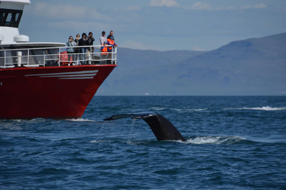 The tail of a humpback whale going for a dive. A red boat is in the background with a few whale watchers on the bow.