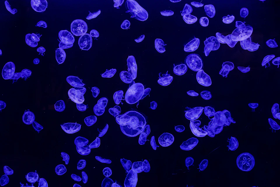 Atlantis Aquarium