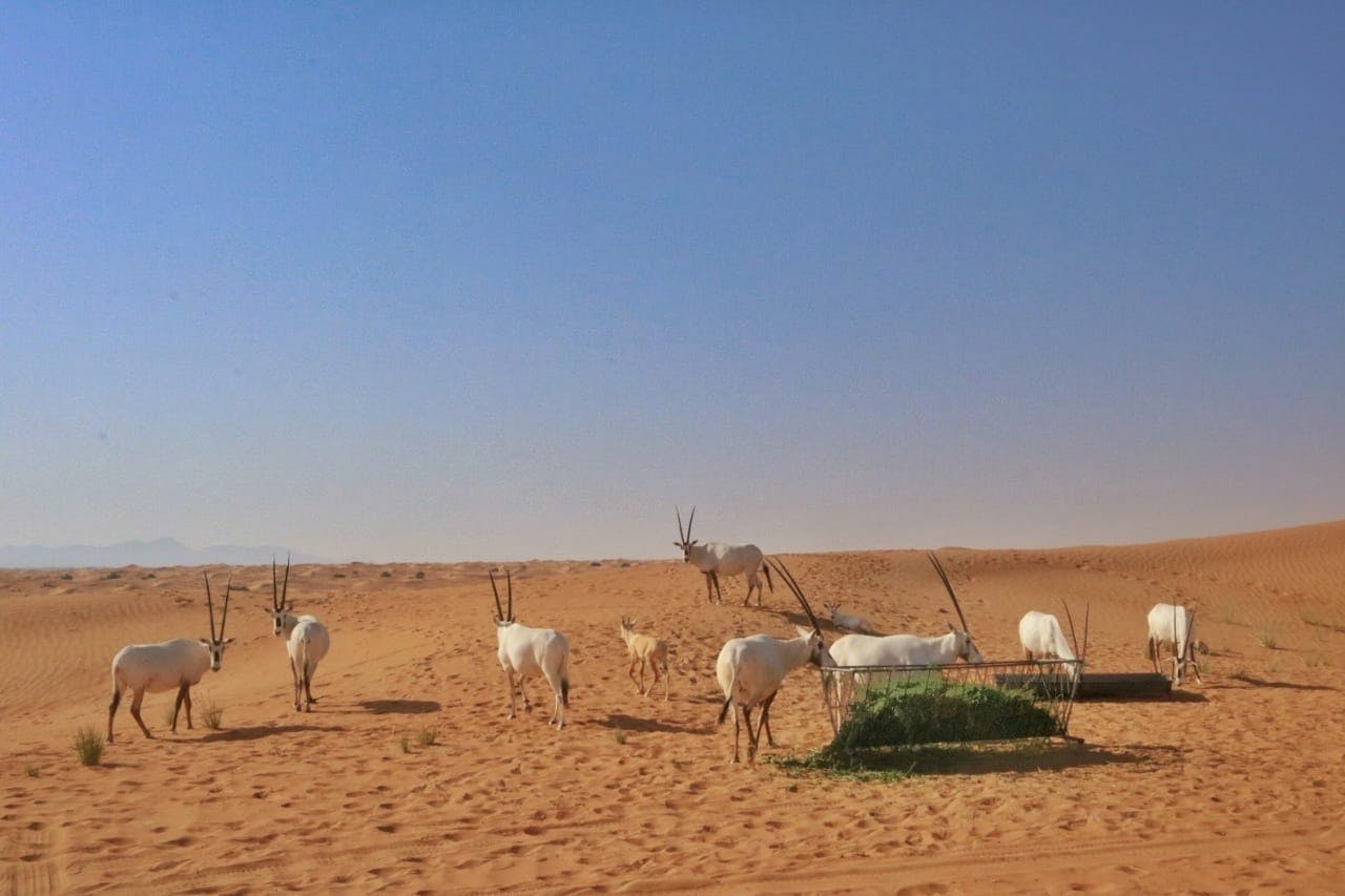 Orient Tours Dubai - Sunrise Desert Safari